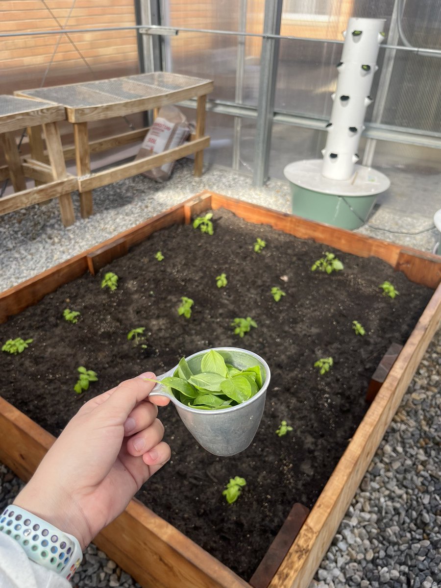 _norwayneffa's tweet photo. Harvest is the theme of the week! Today in Greenhouse Management we harvested some basil so we could do a test run of our pesto recipe that we are making with fifth graders on Monday. https://t.co/MX7UzNQ3EG