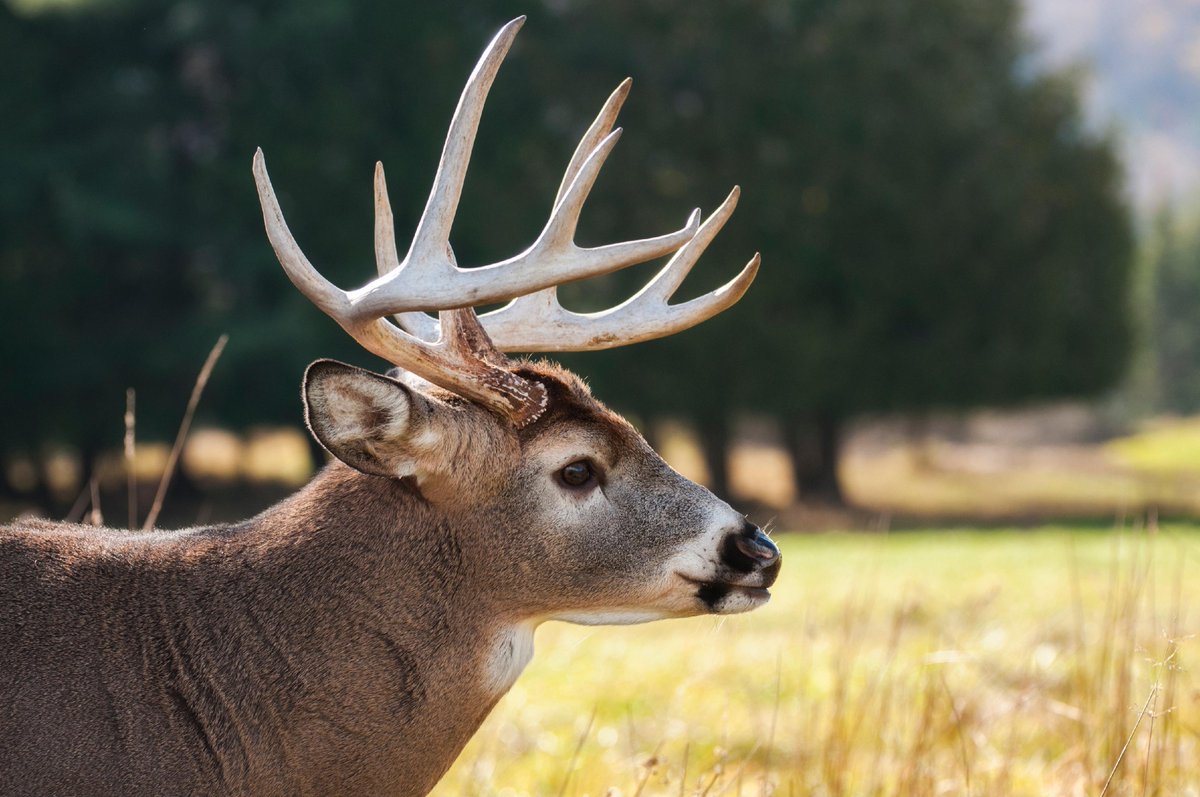 camoeverafter's tweet image. &quot;It’s the biggest lesson I’ve learned in more than 30 years of studying and hunting whitetail deer across North America: Don’t overthink it.&quot;

Here are 101 hunting tips on whitetail deer! 

↪ bit.ly/3firIbU 

#whitetaildeer #deerhunting #deerhuntingtips