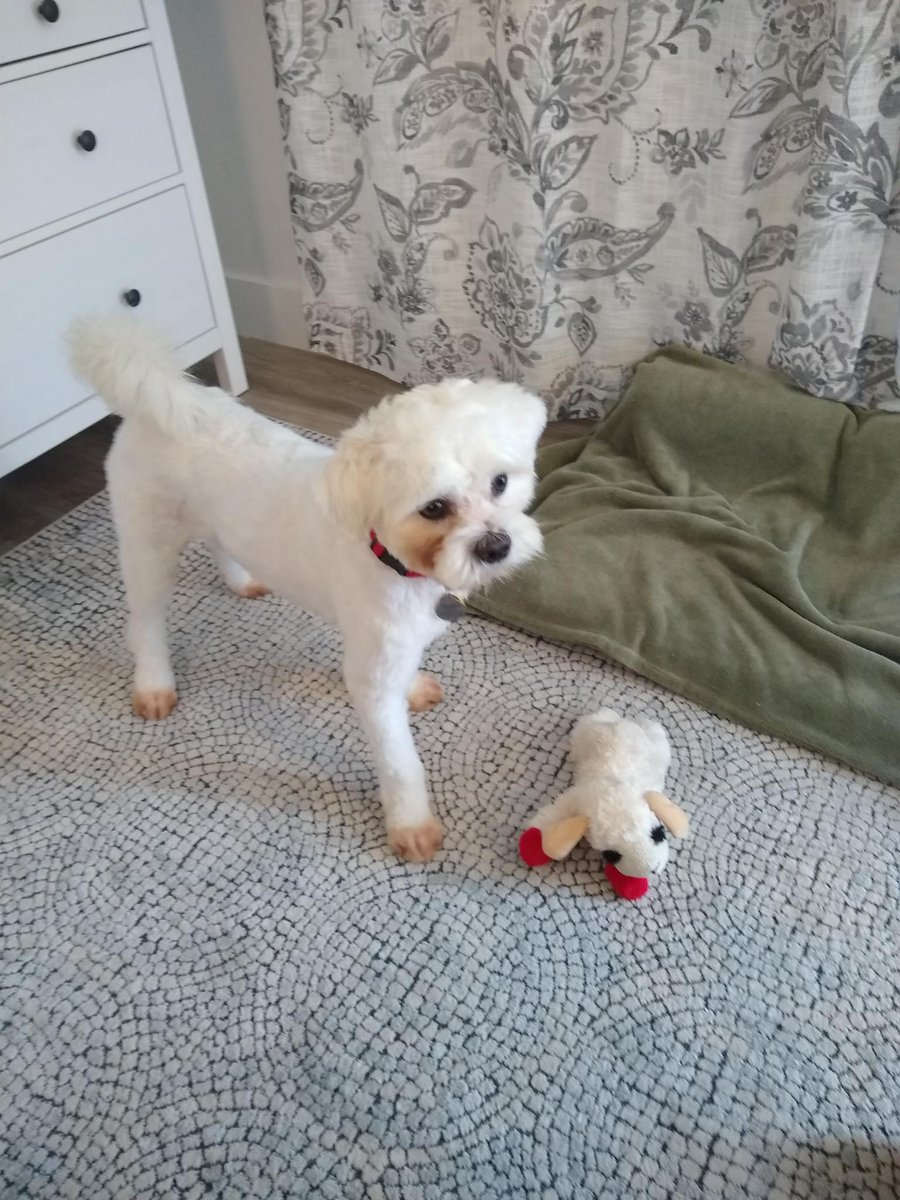 chrisorcutt's tweet photo. My faithful new writing companion, a maltese- terrier mix named Dashiell "Dash" Hammett. #dogs #WritingLife #writingcompanions https://t.co/zhyEwKOocO