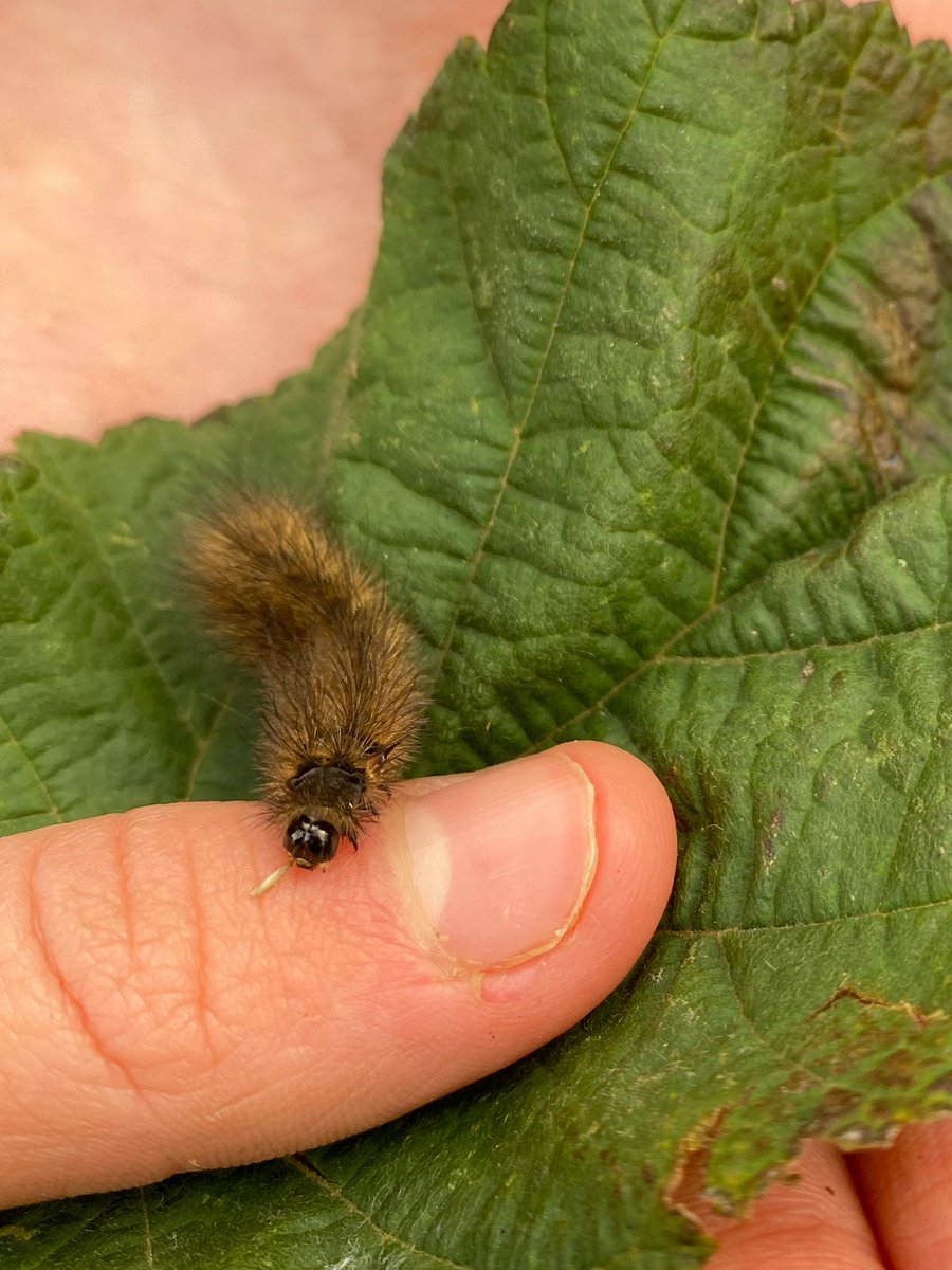 elton_school's tweet photo. Check out today’s find during #forestschool 😃. We found it on an old plastic flower but left it in a more secluded spot. We think it’s a #RubyTigerMoth #caterpillar 🐛
#ukcaterpillars #outdoorlearning #learningaboutnature #derbyshiredales #peakdistrict https://t.co/VNyzM3Guz2