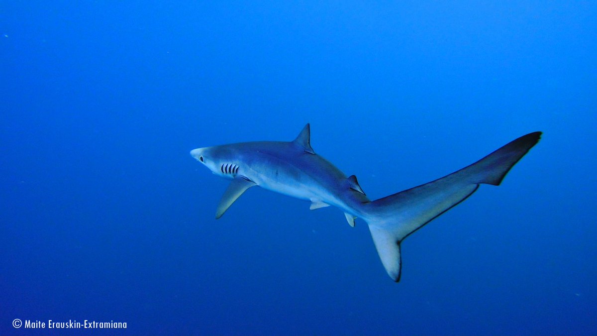 Hilariomurua's tweet photo. 6/7 Improved shark management involves:
⇒ better #cooperation among nations for better data collection & assessments
⇒ effective #mitigationmeasures to further minimize interactions of tuna fisheries with sharks
⇒ implementation of science-based #catchlimits
📸M. Erauskin https://t.co/C0RQ2ZvS8Y
