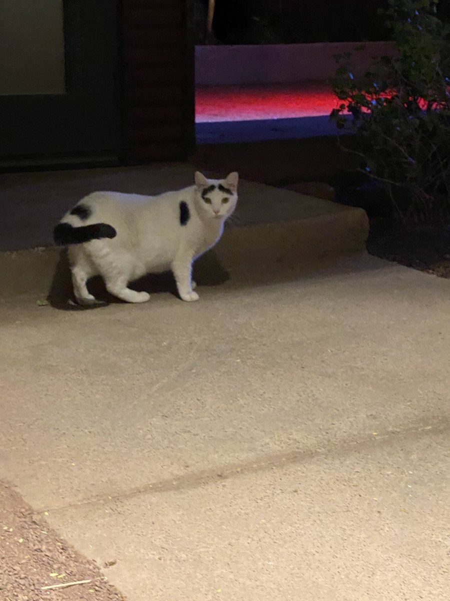 pcprez103's tweet photo. This cat has great eyebrows! https://t.co/UT7FLn5jtP
