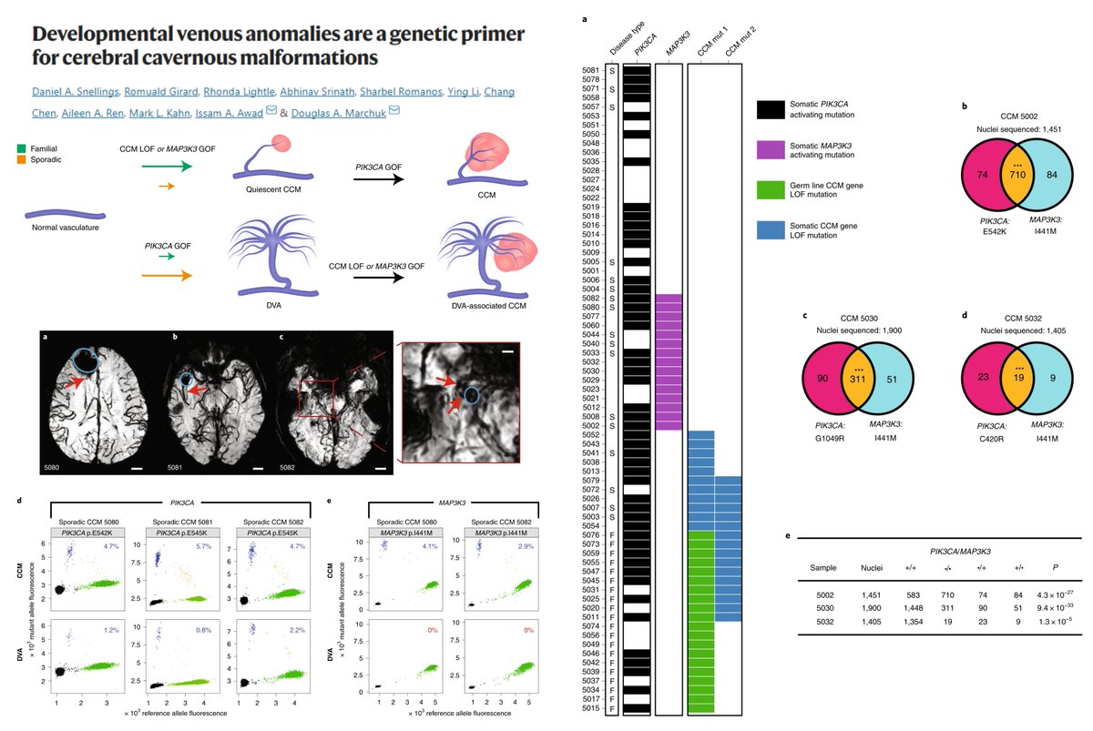 HaoYin20's tweet photo. PIK3CA #SomaticMutation #CerebralCavernousMalformation
Somatic mutations (snDNAseq) 51 sporadic CCM->
Mutual exclusivity of CCMs LOF vs MAP3K3 GOF mutations
But either can concur with PIK3CA GOF
Dr. Issam Awad & Douglas Marchuk labs @NatureCVR 2022
https://t.co/Y6DgrCNPvR https://t.co/npHrXnNS6v