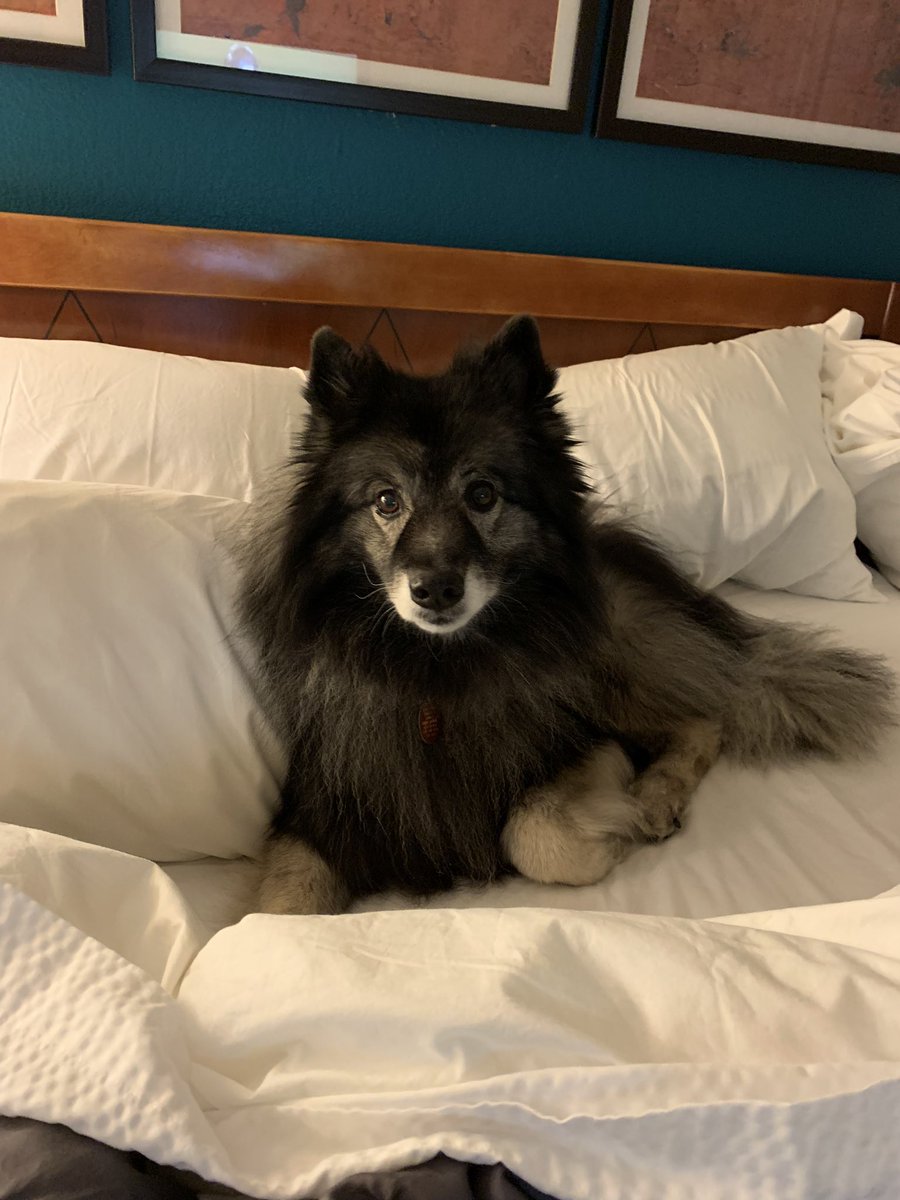 BillericaAC's tweet photo. BOLO! Smokey is missing from his home on Old Billerica Road in Bedford. He is very friendly but scared of loud noises. If seen please call (339) 223-9974 or Animal Control at (978) 215-9639. https://t.co/UN7XXDaZRN