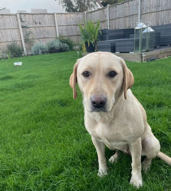 Yorkshire Lady on Twitter "RT AdoptionsUk Please retweet, Female Lab