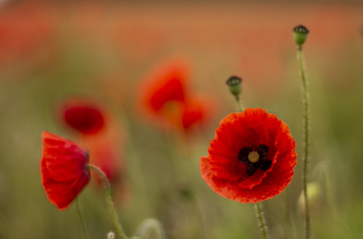 Helping Hand tweet media