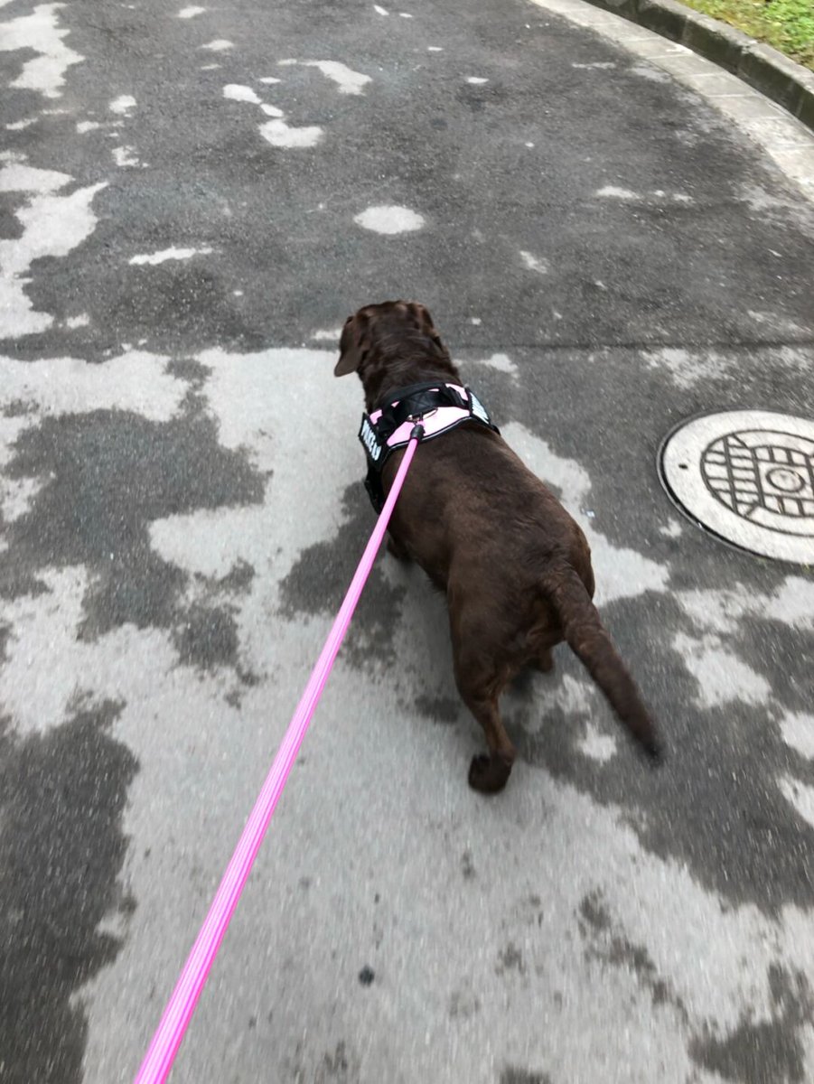 good dog