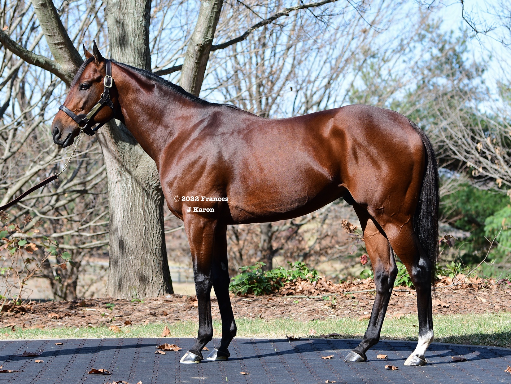 New Conformation Photos Page 181 Horse Racing Forum USA