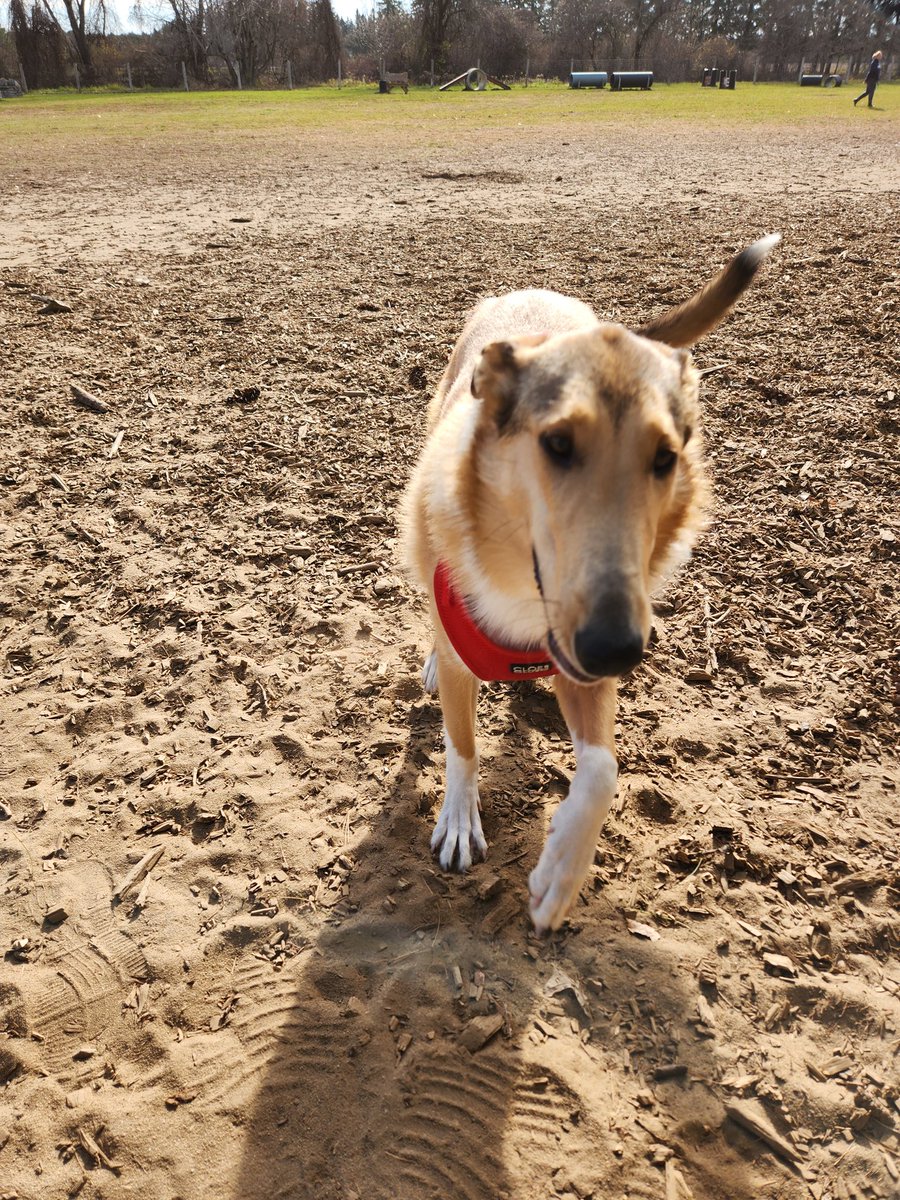 Farm dogs need socialization too! 

I really appreciate how dog friendly Canadian Tire is as it is a great place to do some desensitization training

Especially after a long walk and play  time at our local dog park 

#CollieLove #SmoothCoatedCollie