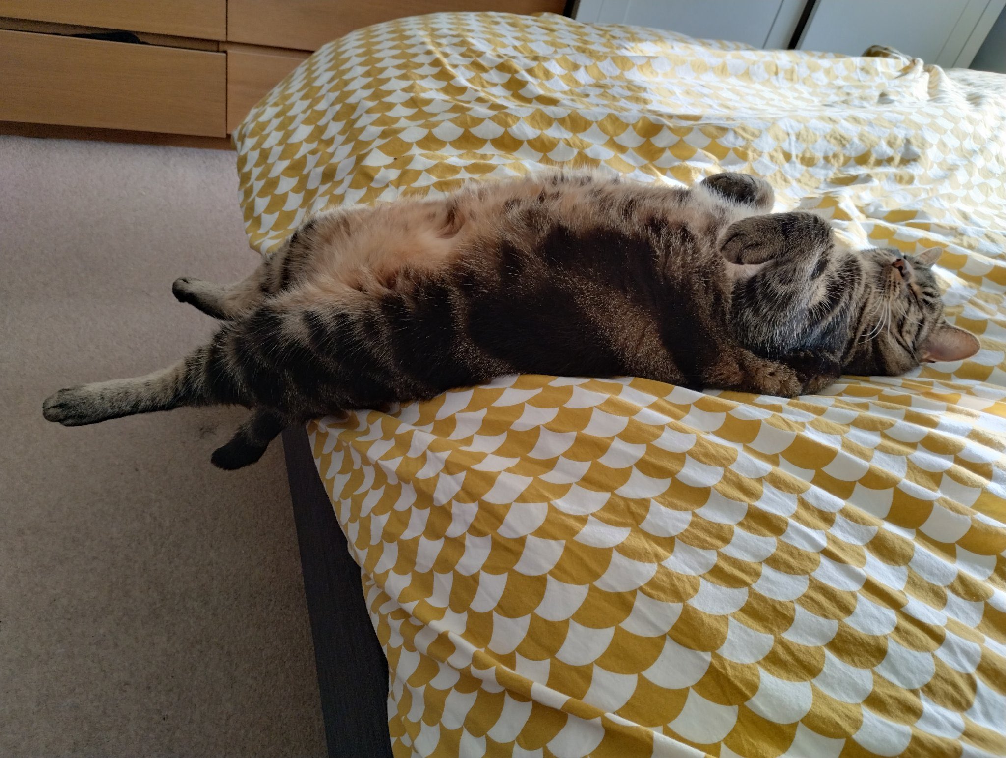 cats being weird little guys on Twitter: "crispy bug mode https://t.co