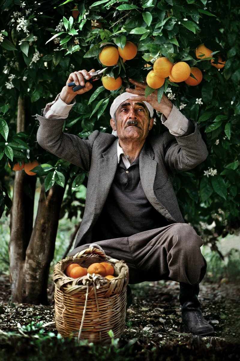 McCurryStudios's tweet photo. Palestinian fruit picker. South of Sidon, Lebanon, 1982. https://t.co/kU0NXfej3u