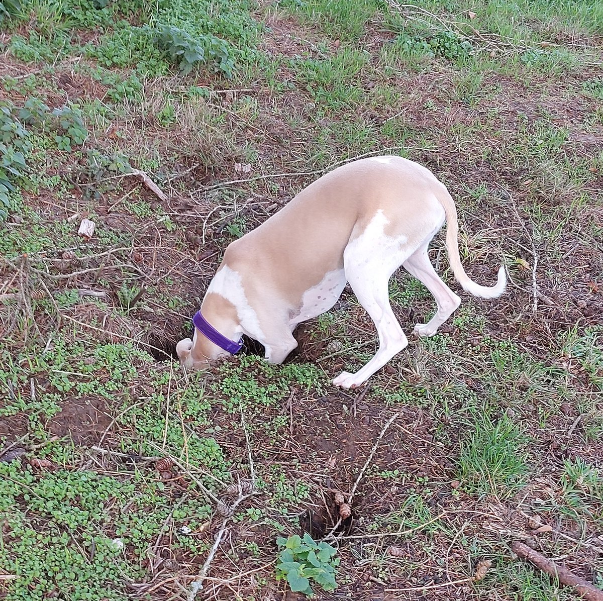 KimiWhippet's tweet image. Bottoms up! Been digging to the southern hemisphere doggies today 🤣🌏🐾🐾#dogsoftwitter