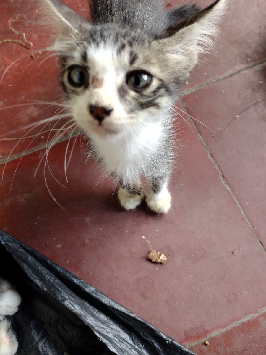 javiergrodri's tweet photo. Buscamos un buen hogar, fueron abandonados en un predio baldío en soyapango, si usted es de buen corazón y quiere ayudarnos a cámbiarle la vida a estos 6 gatitos, de antemano gracias por hacer la diferencia.
@GoodFortunResSV https://t.co/ND87E4RI19