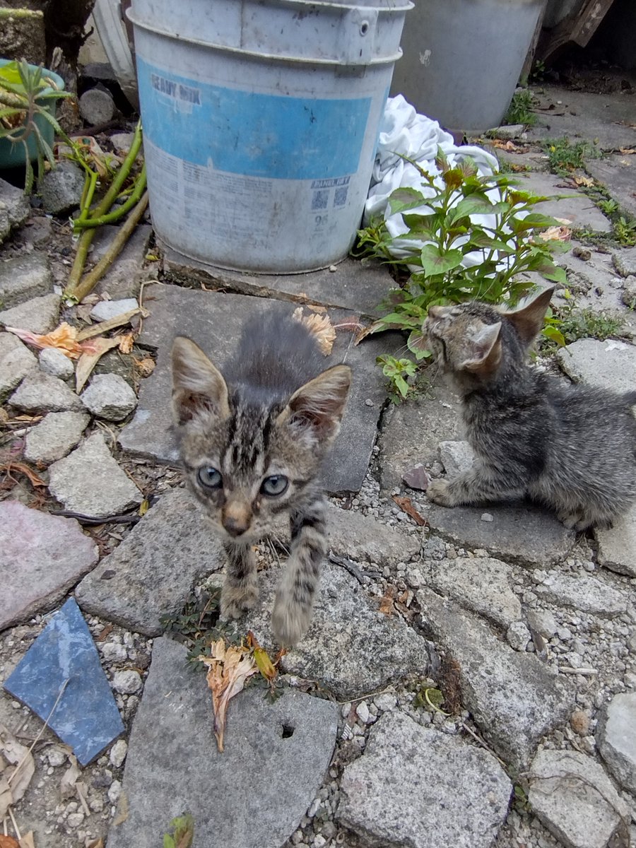 javiergrodri's tweet photo. Buscamos un buen hogar, fueron abandonados en un predio baldío en soyapango, si usted es de buen corazón y quiere ayudarnos a cámbiarle la vida a estos 6 gatitos, de antemano gracias por hacer la diferencia.
@GoodFortunResSV https://t.co/ND87E4RI19