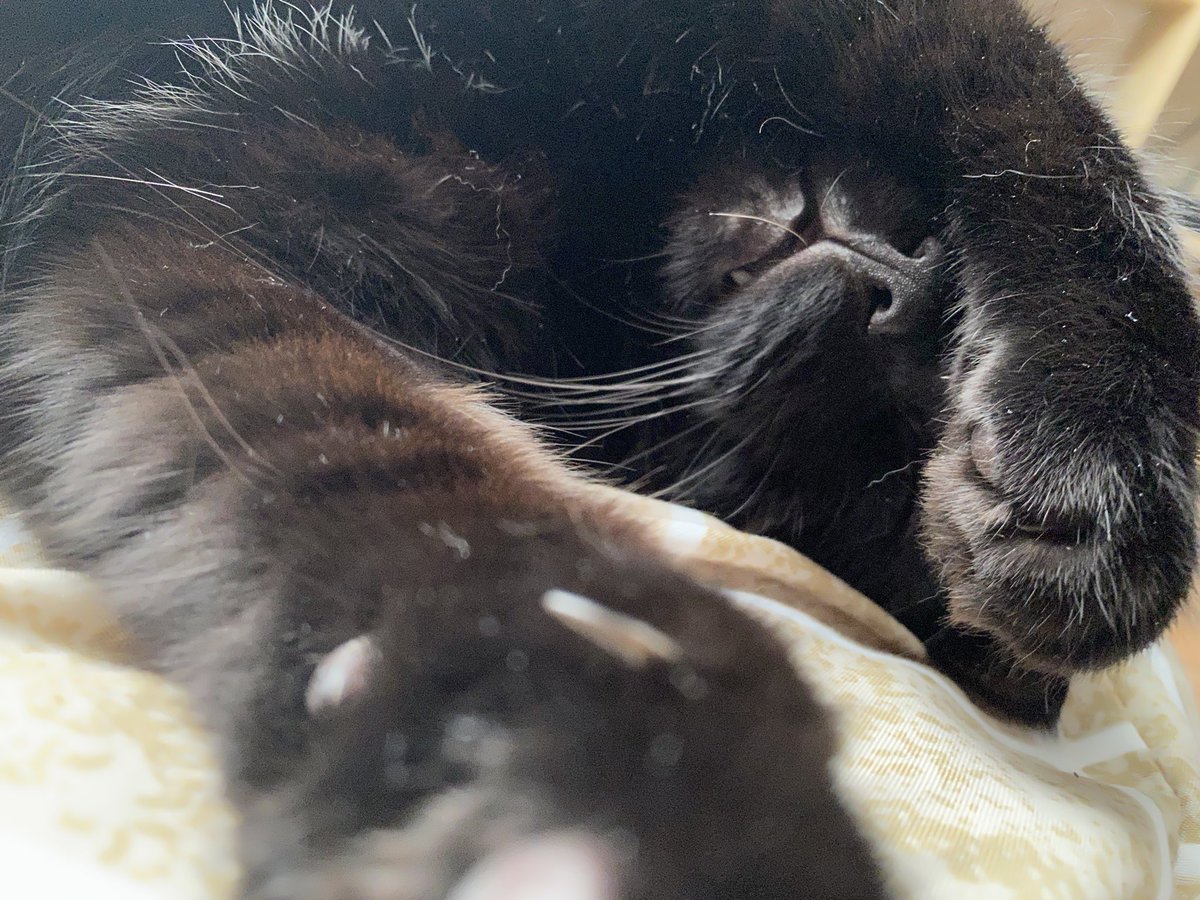 Dejan😼 tweet media