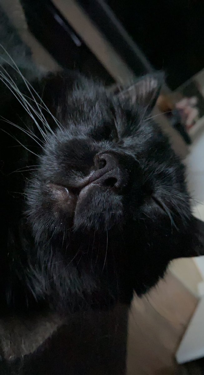 Dejan😼 tweet media