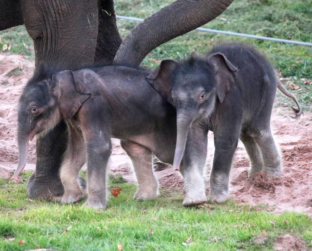 MattMulcahy's tweet image. The new twin stars of the show at the Rosamond Gifford Zoo at Burnet Park in Syracuse.  Twin elephant calves.  Offspring of the elephant breeding program. @SyracuseZoo @CNYCentral #RareOccurrence

cnycentral.com/news/local/syr…