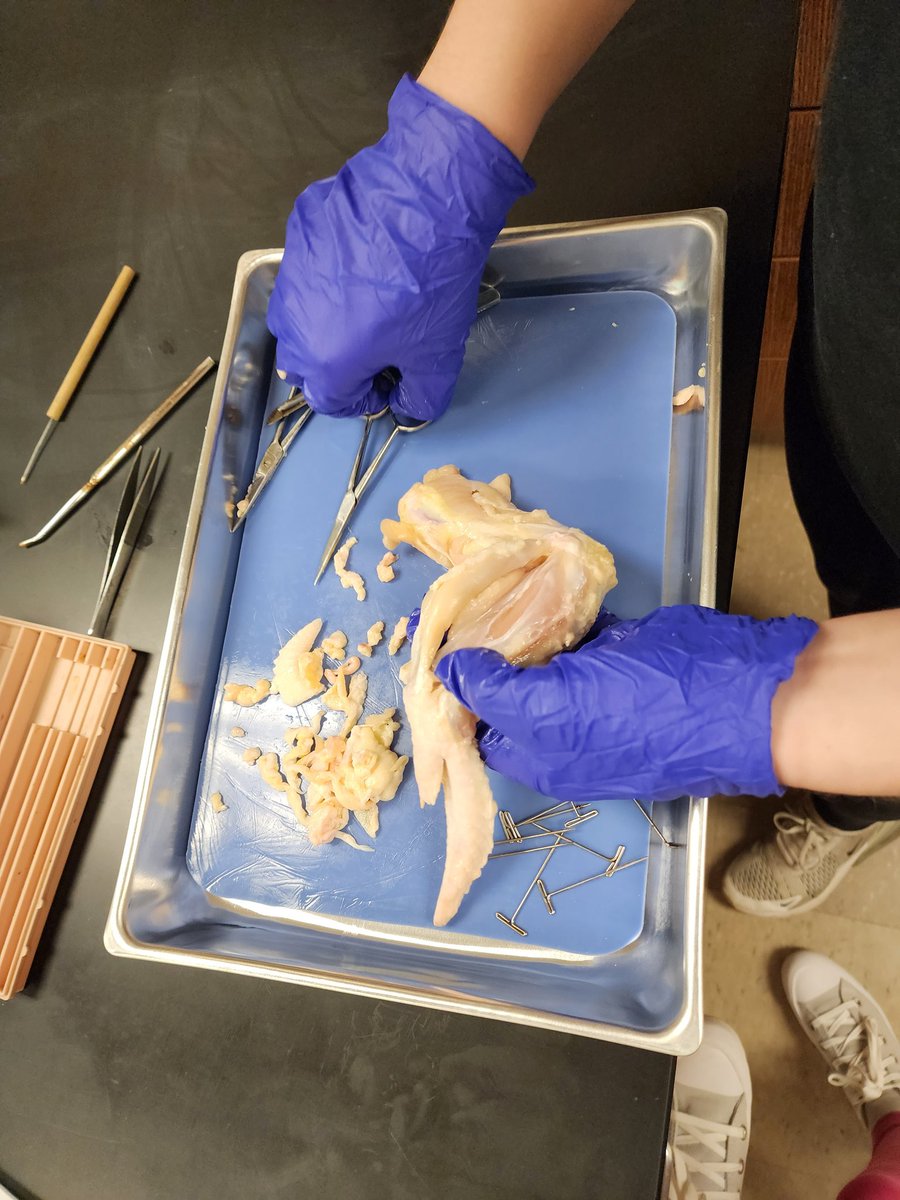 FortCalhounSci's tweet photo. Chicken muscles, chicken bones, and chicken joints were on the agenda for our hard-working physiology students!  🐔✂️🔪🔍 https://t.co/8XARBjIbPi