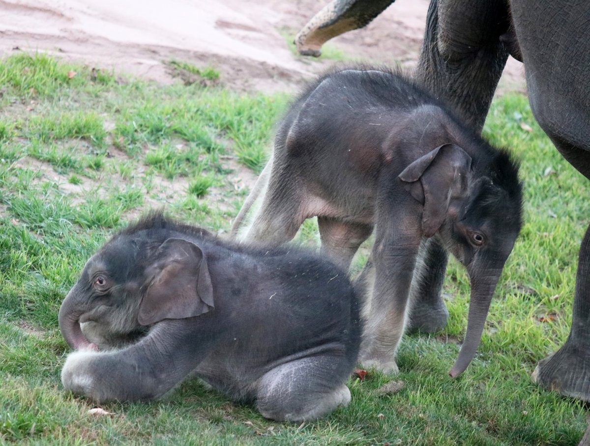 SyracuseZoo tweet picture