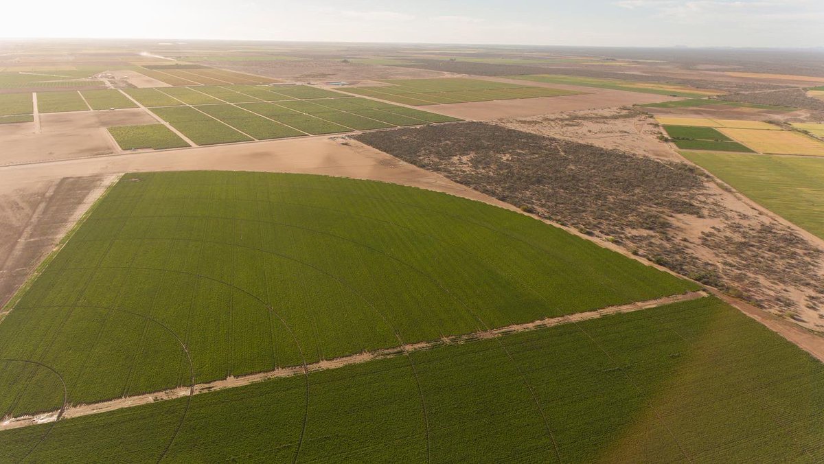 marcoagundez's tweet photo. De la serie #camposdecultivo en #bajacaliforniasur son un #chulada y #maravilla #enlasalturas #bcs #landscape #landscapephotography #landscapes #landscape_lovers #chingon #vivaméxico🇲🇽 #purovalle #ciudadconstitución #valleyork🌵 https://t.co/N5uO7kpF6F