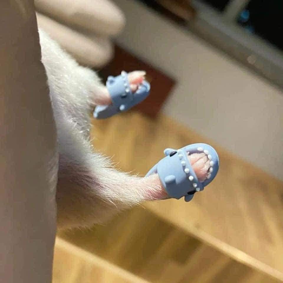 chanclas para hamster