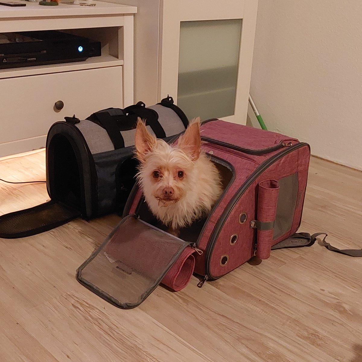 I've been preparing for my trip to the USA and I think Higgins is almost ready to go. He is starting to like the carrying cases I got for him. The spoiled boy gets two choices. I think he likes the pink one the most.