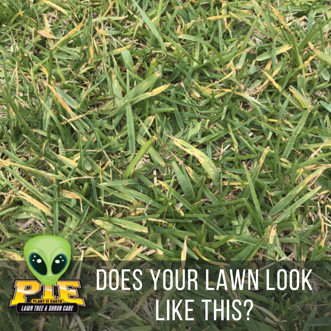 Our lawn fertilization program will nourish your lawn and form resistance against weeds, insects, and fugus. Visit this link to request a quote: plantitearthflorida.com/request-estima…
.
#tampafl #tampalawncare