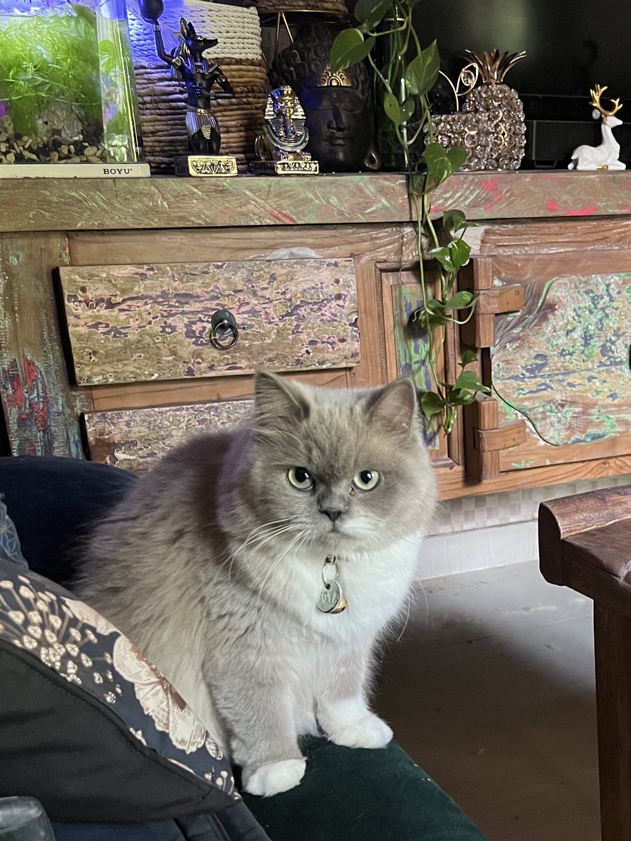 pawsomesclub's tweet photo. doraemon https://t.co/oCVdZWGmPO