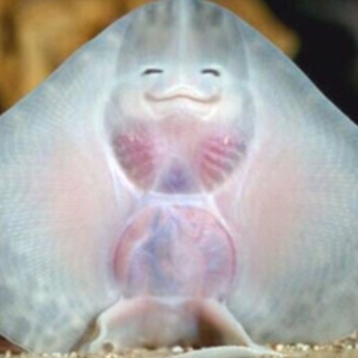 timemachine_plz's tweet image. 고마우이 가오리