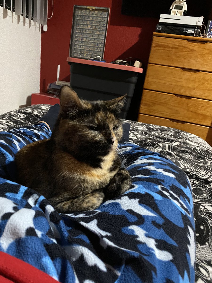 Hooman just got home from work, so of course I’m already on top of him. Good night everyone! 😻❤️ #CatsOfTwitter #Cat #CatsofTwittter #tortie #tortieclub