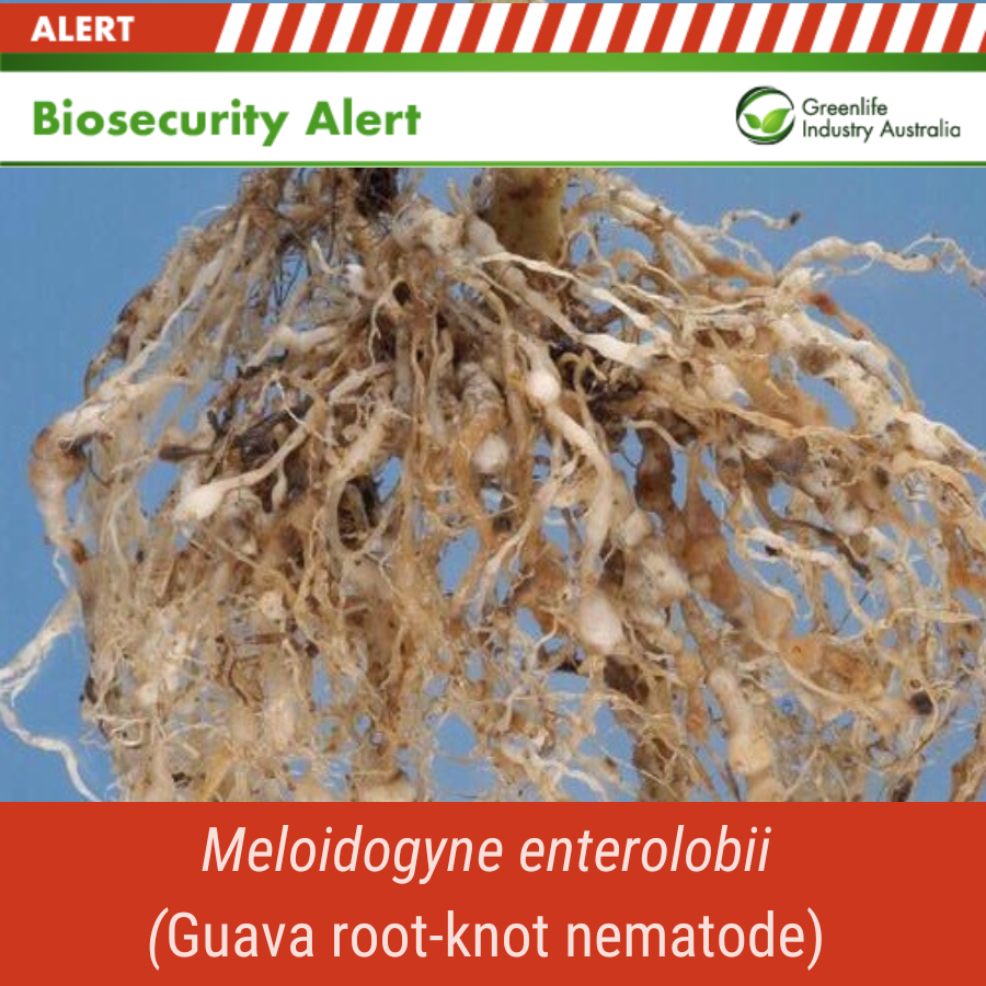 Guava root-knot nematode has been detected on four properties in the Northern Territory since September, infesting cucumber, sweet potato, capsicum & more. Further info: shorturl.at/pryM4 #biosecurity #horticulture #growers (IMAGE: Jeffrey W. Lotz, Bugwood.org)