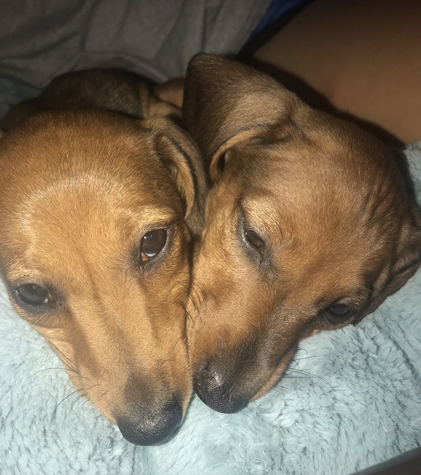 TheDobey's tweet photo. ⭐️THROWBACK THURSDAY⭐️
Me and my sister when we first came to our furever home!  ❤️🐾
#parkersplayground #littermatesforlife #brotherandsister #littlebabies #fureverhome https://t.co/91Kl0i2EZd