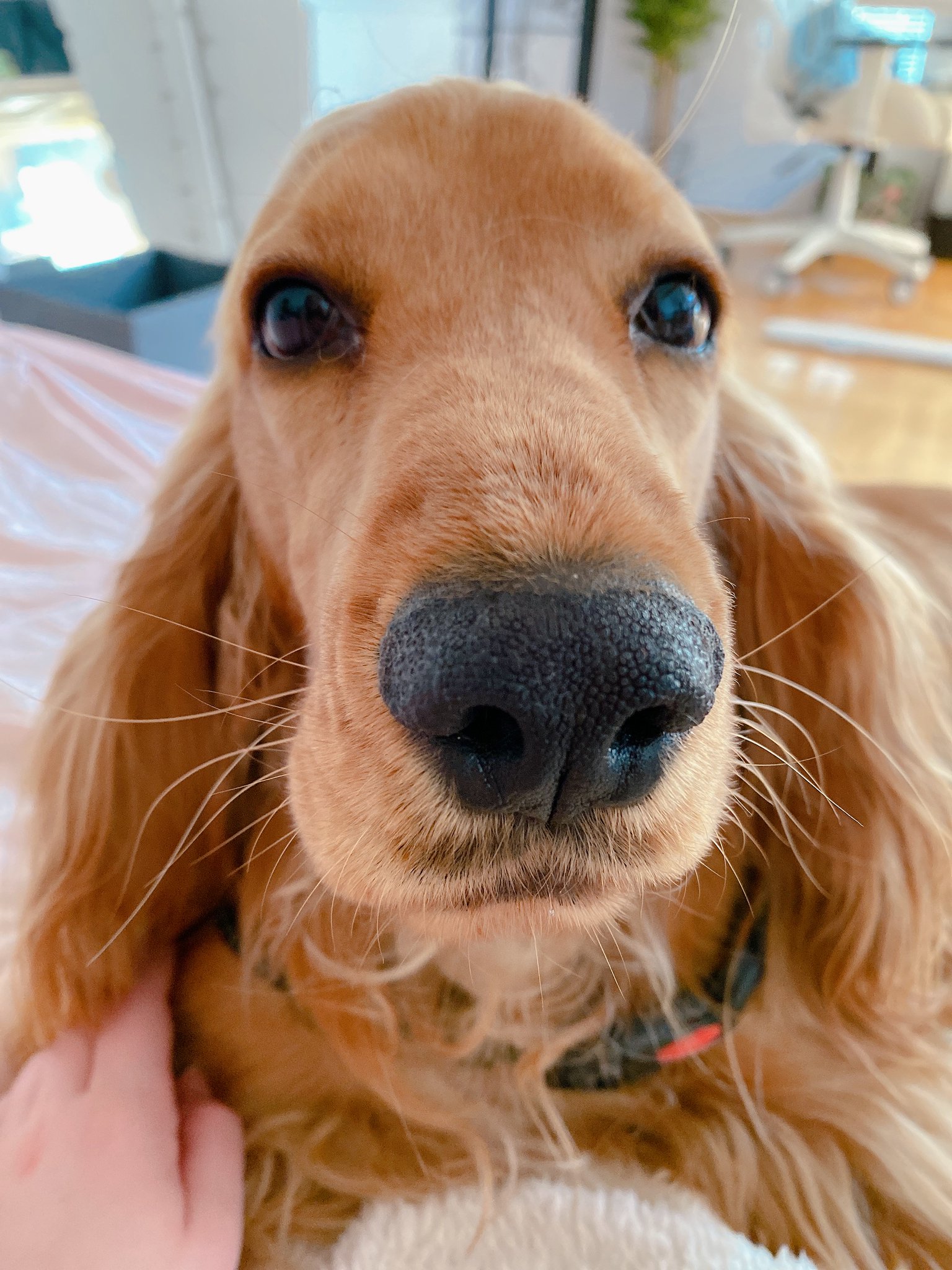 Alexis Lust on X: My cute doggo Thor 🤗🐶 t.co2rFydQdAse  X