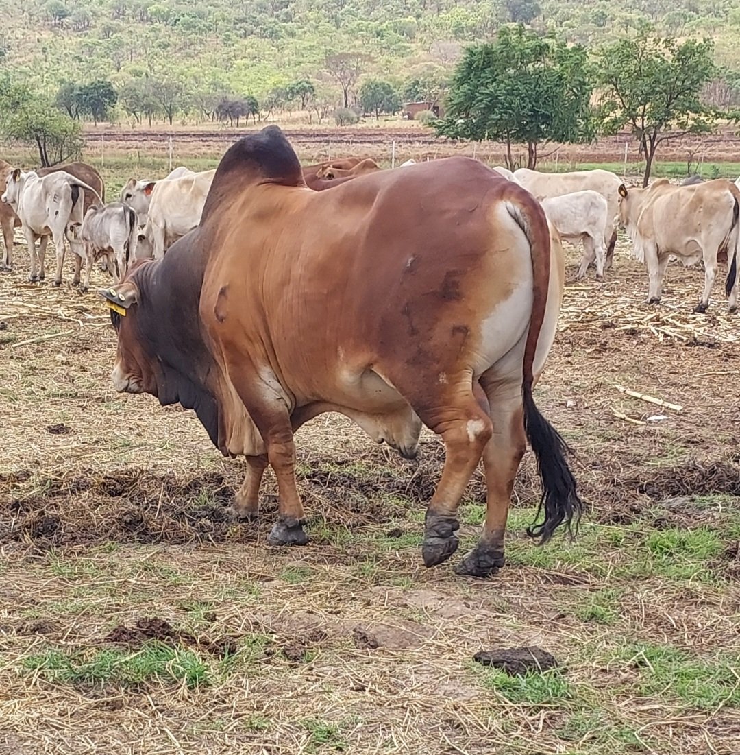 MoLAFWRD_Zim's tweet photo. #BounceBackBetter
#livestockrecoveryandgrowthplan 
PS, Dr. @basera_john officially launched the Iconic Boran Stud at Mr Trymore Muderere's farm in Mvurwi today. The farmer has managed to maintain an impressive 86 Boran Stud herd on 6 ha of land.
@ZBCNewsonline 
@radio_zimbabwe https://t.co/SWF5yzj4Ty