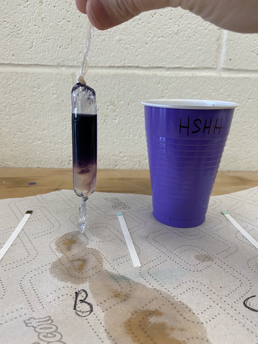 Mrs_AFeeney's tweet photo. Another fun day in science: the 8s saw osmosis and diffusion in action today. They were definitely engaged and enjoying every minute of it. @LincolnAlexPS https://t.co/g2LseYMq1z