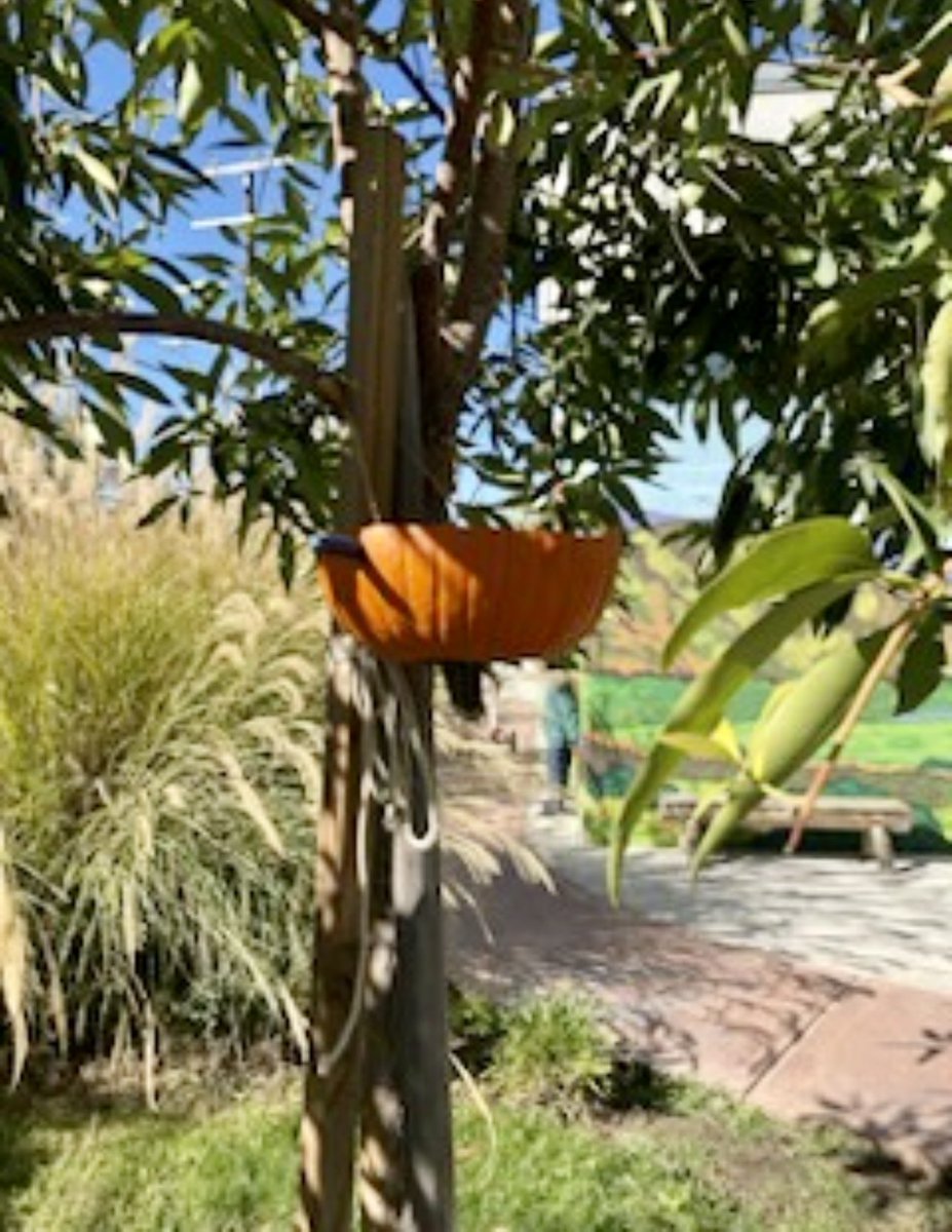 ARMINTASTEEC's tweet photo. When we make good use of our leftover pumpkins🎃….we have Pumpkin bird feeders🐦🐦.
#natureexplore #learnthroughplay #outdoorclassroom 
@ECED4LA @LDNESchools @LAUSDSup @SunSchools @DeanTagawa @Kelly4LASchools https://t.co/yfudKoVWoo