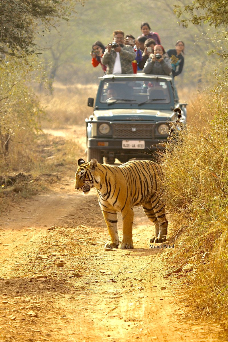 Tigers like many large mammals are believed to have a mental map of their territories.Any area that is actively used and defended by a tiger is called its territory. A tiger’s territory is its home. 🐅🌳
#Ranthambor 🐅🌳#BBCWildlifePOTD #ThePhotoHour #natgeoindia #Nikon