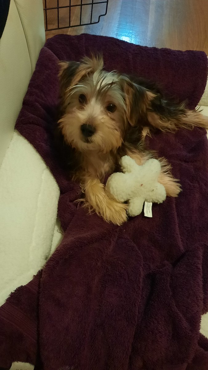 HollyPaige_7's tweet image. I&apos;m getting divorced. So I may have made an impulsive shopping decision this past weekend... #puppymom