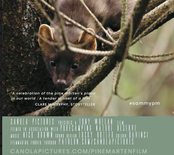 colliereleanor's tweet photo. Meet Sammy the pine marten. Up close and personal with one of Ireland's rarest and most elusive mammals. A lovely short film from Co. Clare @CanolaPictures https://t.co/xYsBYjTNuA