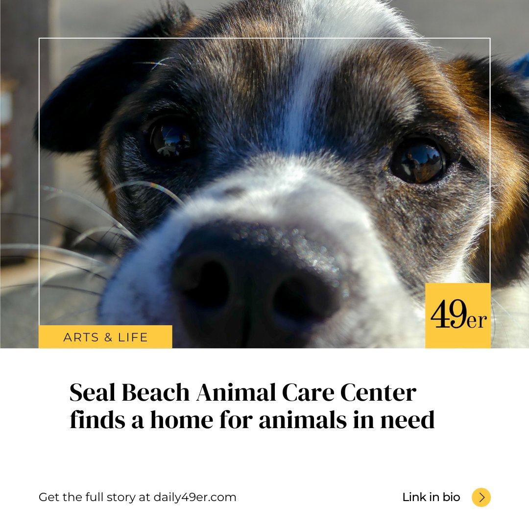 lbcurrent's tweet photo. "Seal Beach Animal Care Center, housing 20 dogs and more than 80 cats, provides excellent care for its cats and dogs in hopes of finding them a forever home."
Read more at: https://t.co/wJ4VseS9v8.
✍️: Luis Castilla
📷: Renzo Pocasangre
#Daily49er #CSULB #AnimalShelter #SBACC https://t.co/UqNG6iJS7O