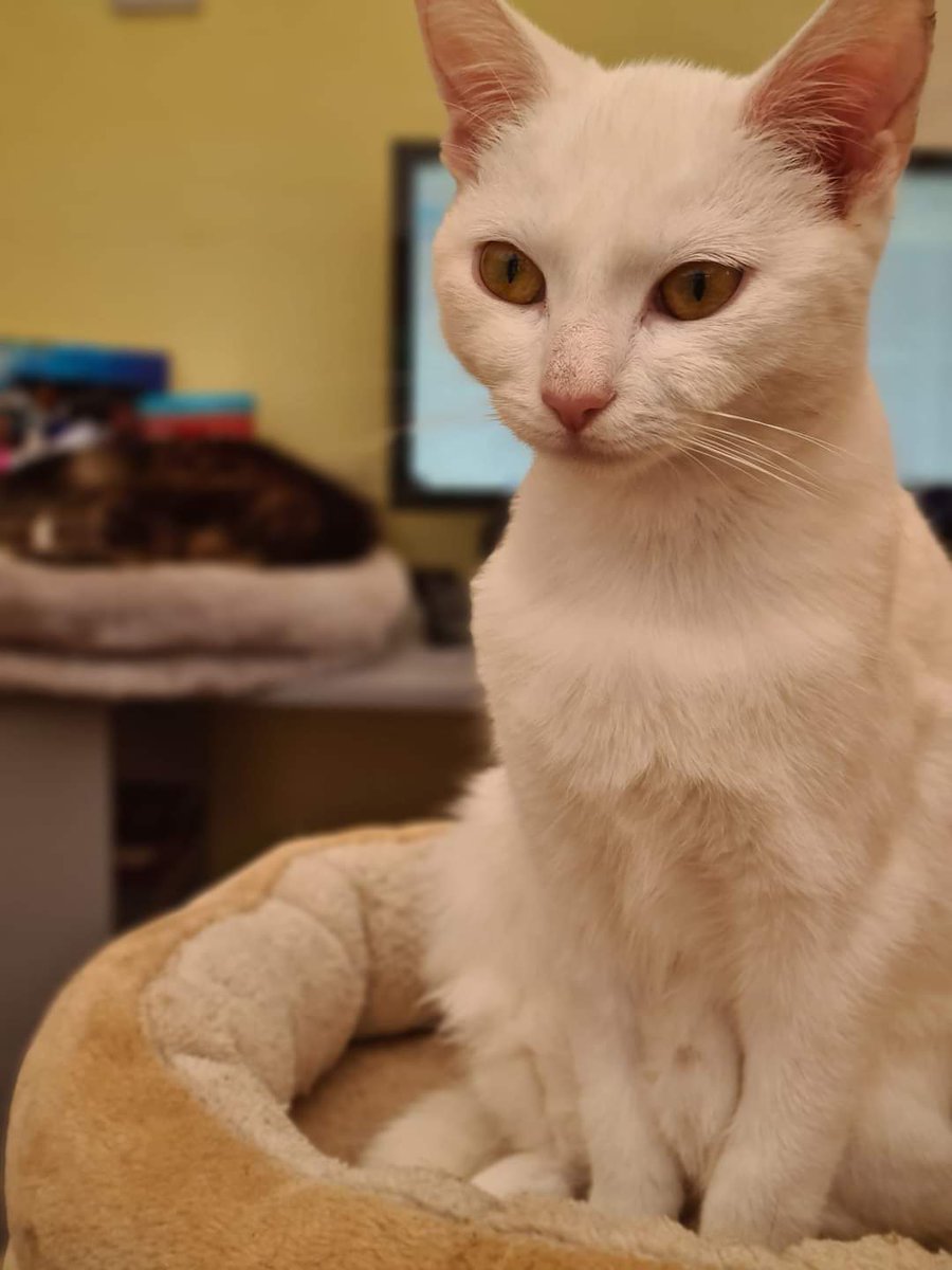 StrayCatsWM's tweet photo. Q little update to see you all through &amp; show how amazing your support is as these 3 cats have had huge medical bills that we couldn't of paid without you, Hoggle -neurological FIP, Didymus -wet FIP &amp; Storm - Brain damage causing seizures x https://t.co/qfdyJOMViH