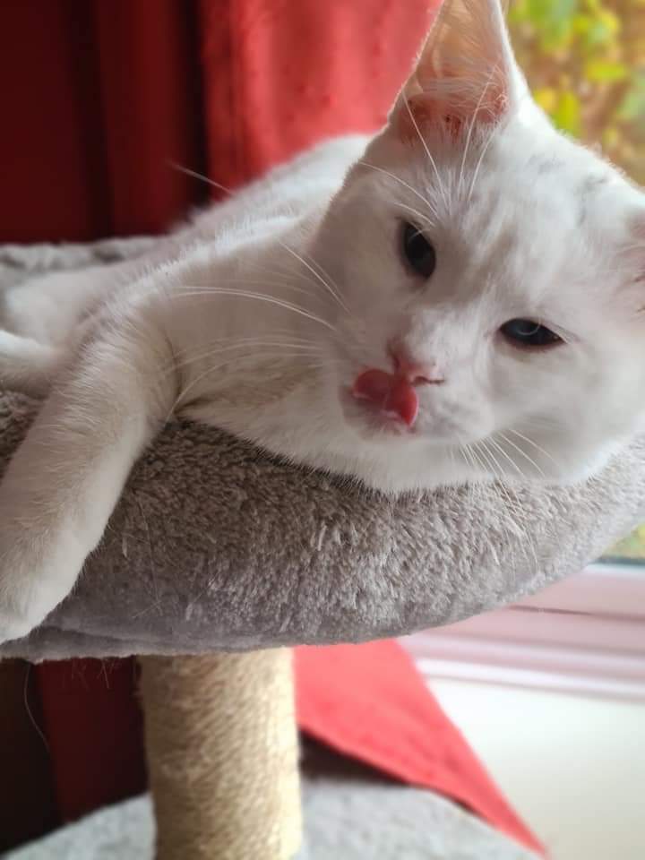 StrayCatsWM's tweet photo. Q little update to see you all through &amp; show how amazing your support is as these 3 cats have had huge medical bills that we couldn't of paid without you, Hoggle -neurological FIP, Didymus -wet FIP &amp; Storm - Brain damage causing seizures x https://t.co/qfdyJOMViH