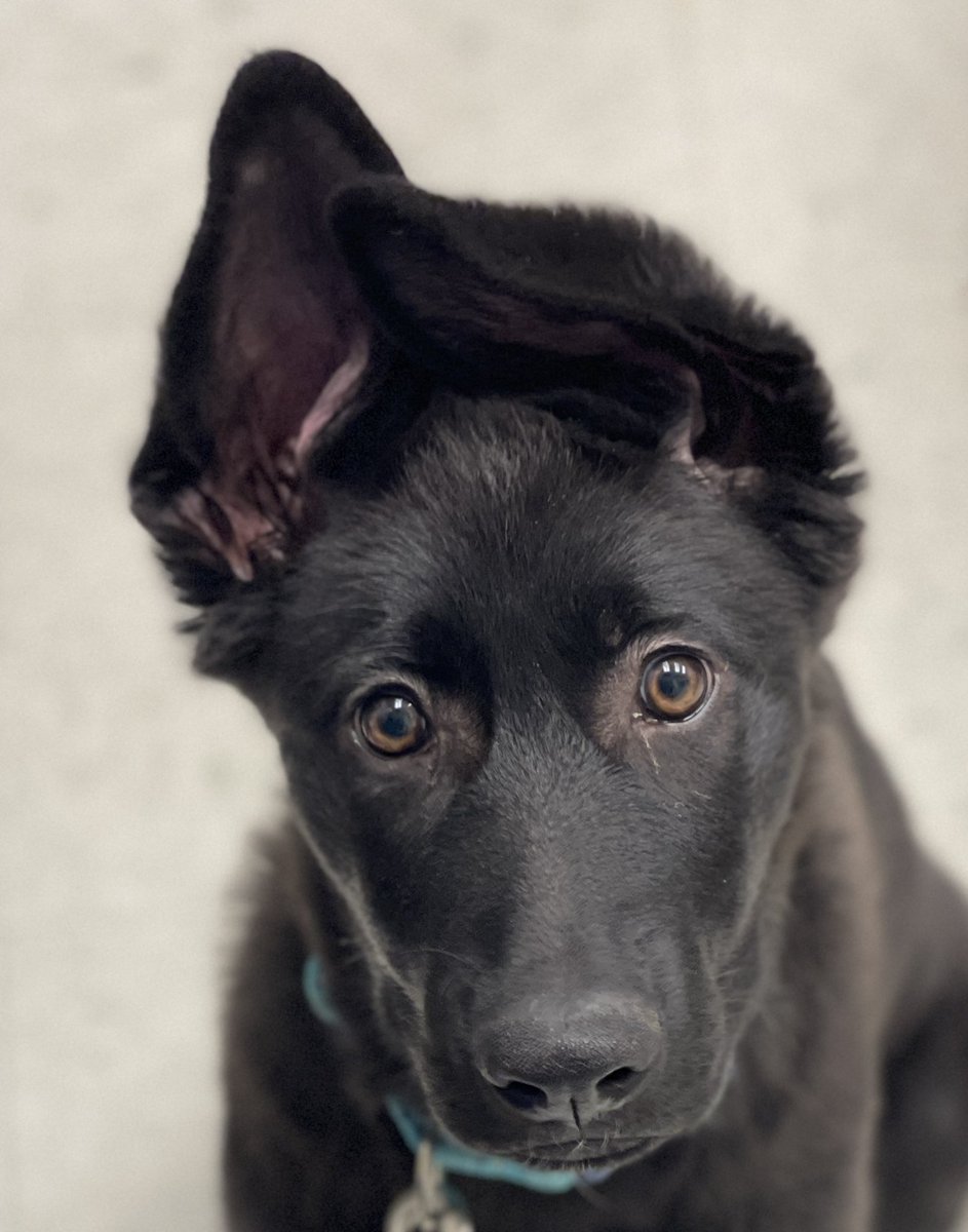 Tweet by UT Col of Vet Med