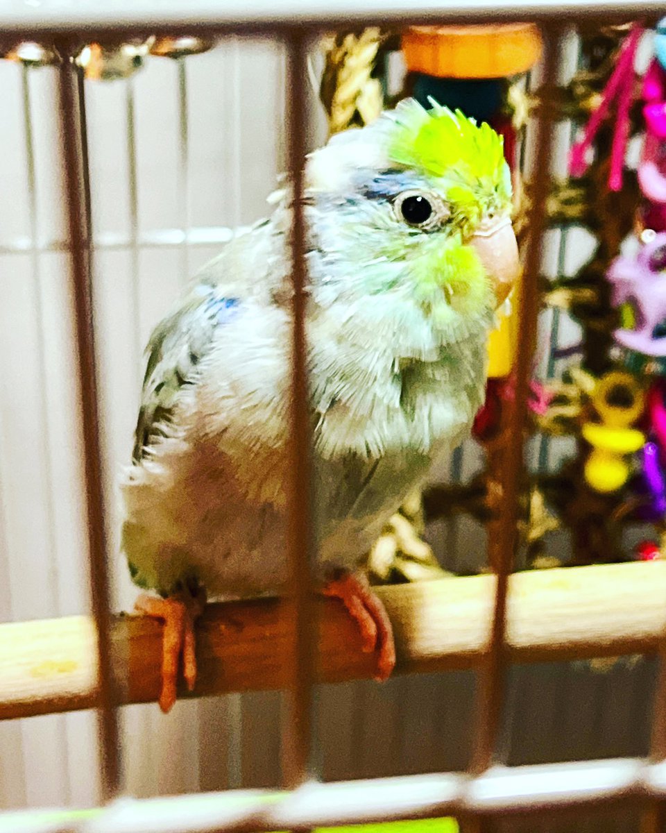 PaxMule's tweet photo. #Apollo is a great listener… unless the hairdryer is going. Then it’s a competition of who can be louder!

#sweetboy #morebedhead #parrotletsofinstagram #birb https://t.co/OQaMVWvqWq