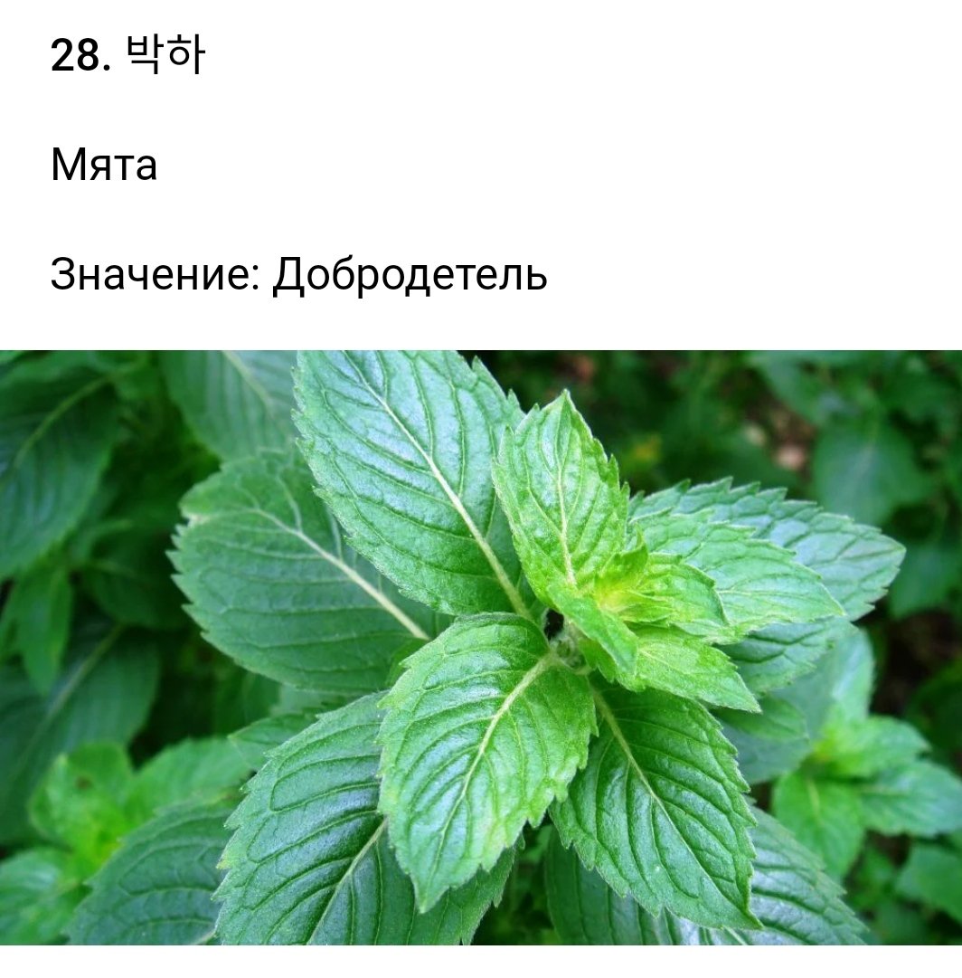 Мята перечная растение