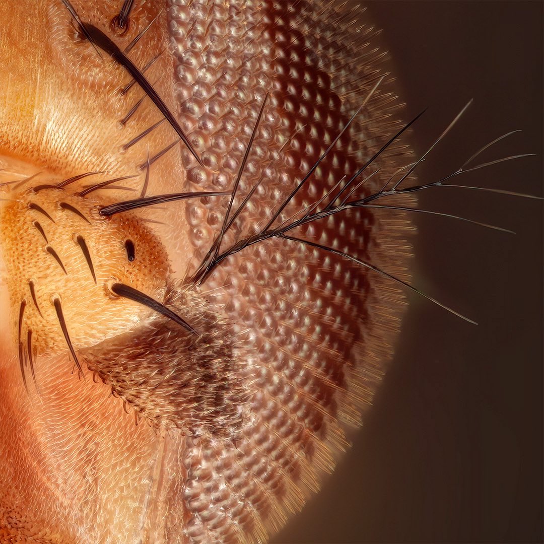 sagaOptics's tweet photo. Fruit fly, Drosophila sp. The first portrait of a Drosophila in my collection. Since these flies are so tiny, I had to work with 20:1 here. Here you can see a strange effect in the compound eyes 🤷🏻‍♂️
1/2 🧵

#drosophila #fruitfly #diptera #fruchtfliege https://t.co/Rc3iUfp0HK