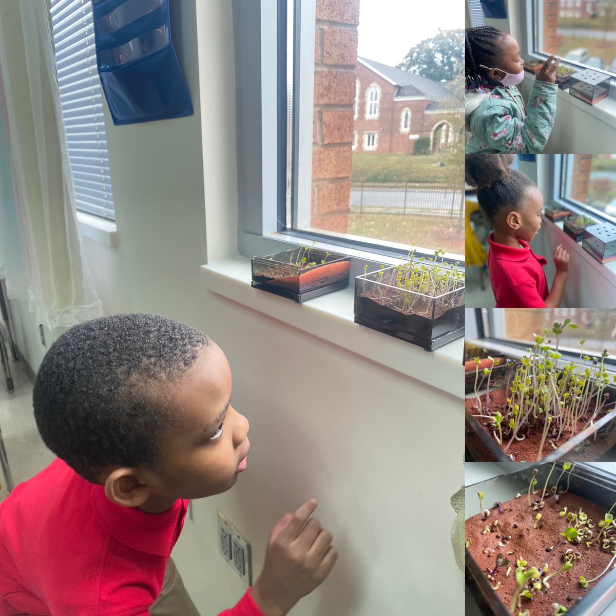 ittybittyteach's tweet photo. The plants are thriving and our next question is “ will it bear edible produce ?”
Stay Tuned to find out!
#mars #growingonmars #MartianGarden #movetomars #futureoftheworld #STEM #Mars #elementaryschool #SPED https://t.co/FBOCDac7He