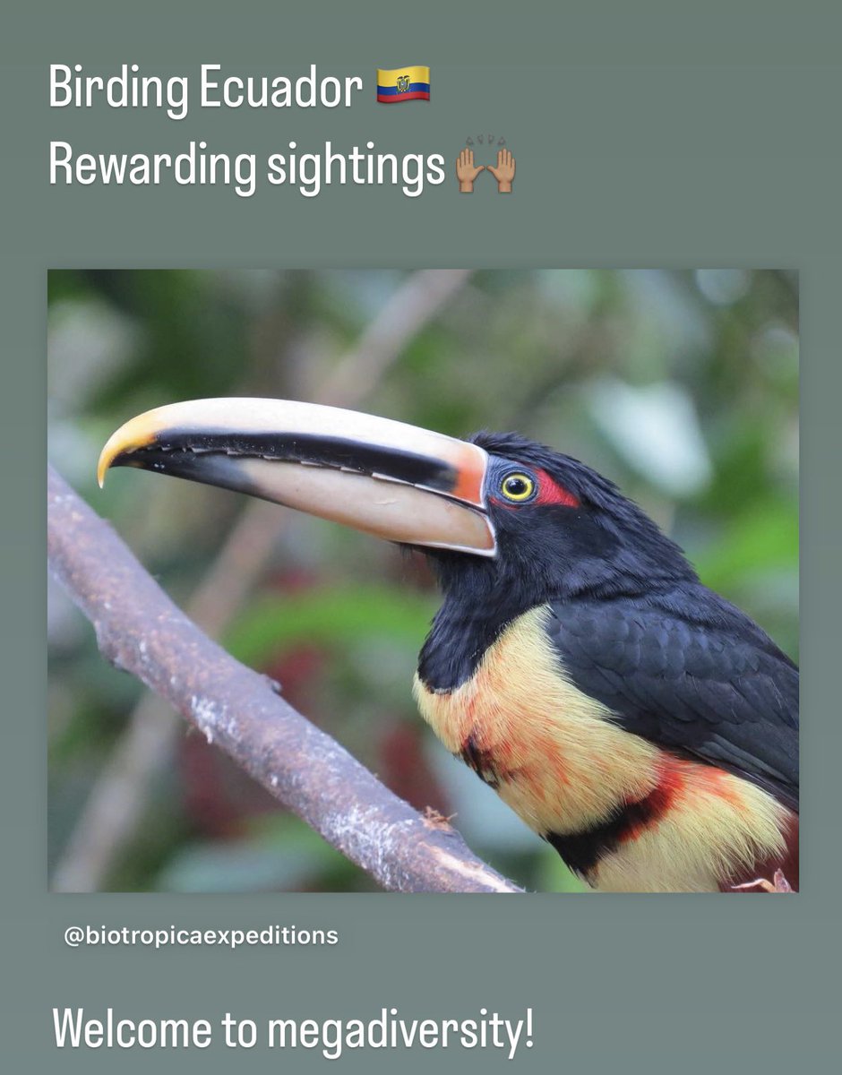 @nielsolsenp #BirdingEcuador #Mindo2023
