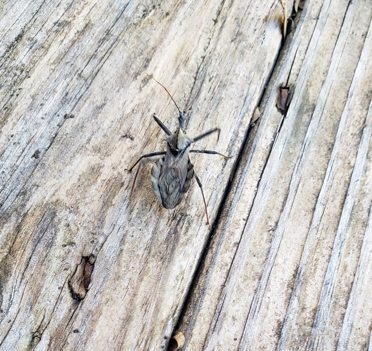 TraciBeck10's tweet photo. Does anyone know what kind of alien looking bug this is? Seems like every year I see something new.
#insects 
#nature 
#bugs 
#weird https://t.co/9ortBiTGD1