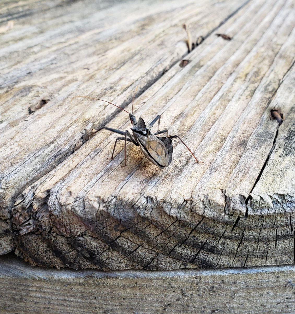 TraciBeck10's tweet photo. Does anyone know what kind of alien looking bug this is? Seems like every year I see something new.
#insects 
#nature 
#bugs 
#weird https://t.co/9ortBiTGD1